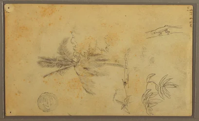 Disegno, schizzi botanici; verso: lucertola, palma, 1857