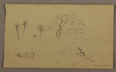 Disegno, schizzi botanici, figura, maggio-agosto 1865
