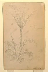 Disegno, Studi botanici di alberi, maggio-giugno 1857
