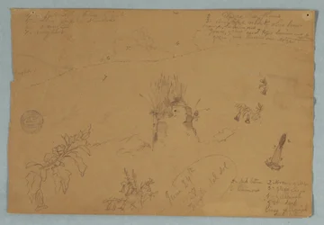 Disegno. Schizzi botanici e di nuvole vicino a Quito, Ecuador