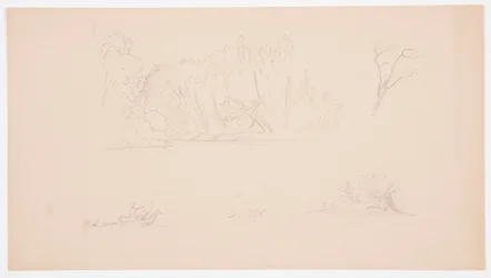 Disegno, Schizzi botanici: albero, alberi in riva al mare, settembre 1876