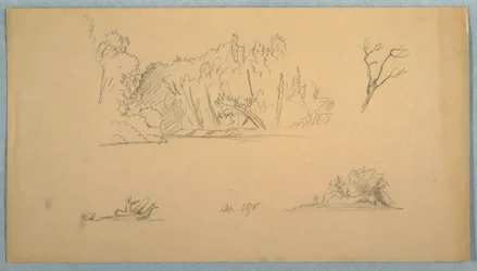 Disegno, Schizzi botanici: albero, alberi in riva al mare, settembre 1876