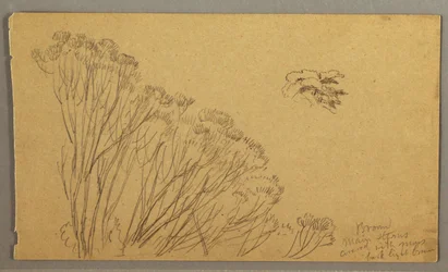 Disegno, alberi simili a cespugli, forse 1865-66