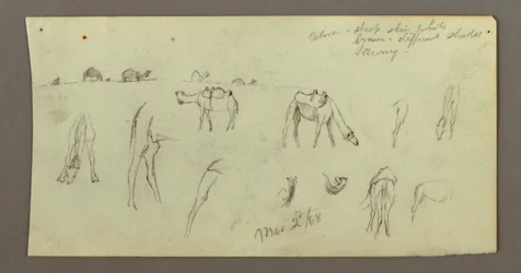 Disegno, Studi sul cammello, 2 marzo 1868