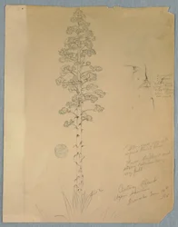 Disegno, pianta del secolo, Agave Americana, Giamaica, 14 giugno 1865