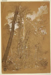 Disegno, Alberi di castagno su Goat Island, fiume Niagara, New York, agosto 1858