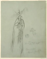 Disegno, Palma di cocco, Giamaica, 14 giugno 1865
