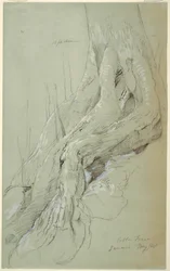 Disegno, radici di un albero di cotone che crescono su un pendio, Giamaica, maggio 1865