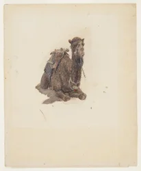 Disegno, Dromedario accovacciato, 1868