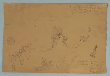 Disegno, Disegno.  Schizzi botanici e di nuvole vicino a Quito, Ecuador, 24 giugno 1857