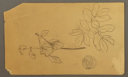 Disegno, Disegno.  Schizzi.  Stelo di una pianta.   Rami con foglie, possibilmente 1877.