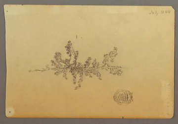 Disegno, Albero sempreverde, 1844