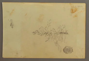 Disegno, Albero sempreverde, 1844