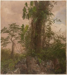 Disegno, Albero di fico e filodendro selvatico, 1865