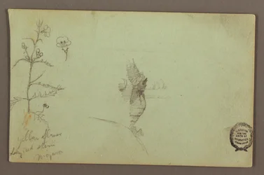 Disegno, pianta fiorita e una roccia tra le cascate americane e canadesi del Niagara, forse 1858