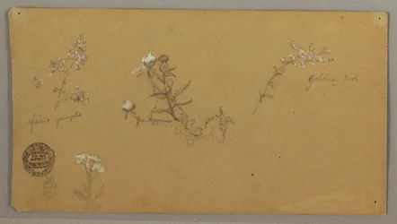Disegno, Piante in fiore, 1856 ca.