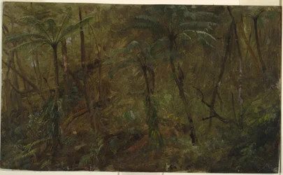 Disegno, Nei boschi di Jamacia, Indie Occidentali, 1865