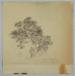 Disegno, alberi di tamarindo indiano, Giamaica, luglio 1865