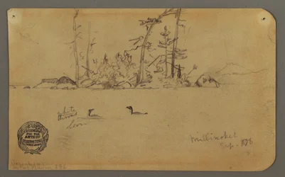 Disegno, Isola, Due loon, 1878