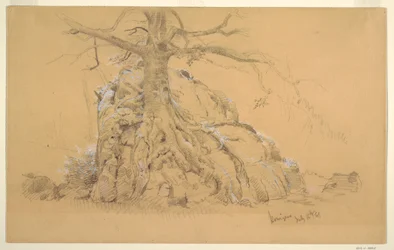 Disegno, albero di Königssee, 16 luglio 1868
