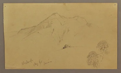 Disegno, Paesaggio, piante, Bloxburgh, agosto 1865