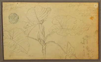 Disegno, Foglie, 1857