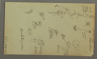 Disegno, Studio di montagna, forse 1868