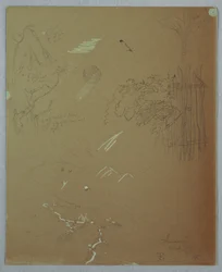 Disegno, Studi naturalistici, Blue Mountains, Giamaica, luglio 1865