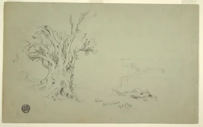 Disegno, Albero di ulivo, Monte degli Ulivi, aprile 1868