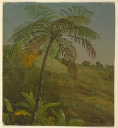 Disegno, Palma, Giamaica, giugno 1865