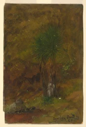 Disegno, Palme, luglio 1865