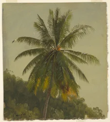 Disegno, Palme, Indie occidentali, giugno 1865, 1865