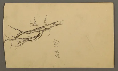 Disegno, Pino, settembre 1877