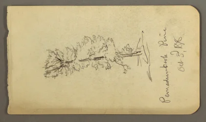 Disegno, Albero di pino, 1878