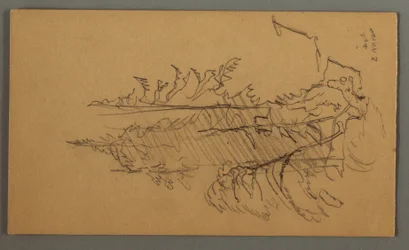Disegno, Alberi di pino, forse 1868