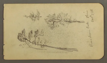 Disegno, Studi sul pino, 1878