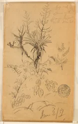 Disegno, Studio di piante e alberi, 2 giugno 1857
