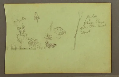Disegno, Studi di piante, forse 1856