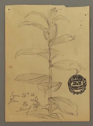 Disegno, studio di una pianta, 26 giugno 1856