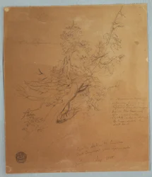 Disegno, Albero robusto presso la Banca canadese sotto le cascate del Niagara, settembre 1856