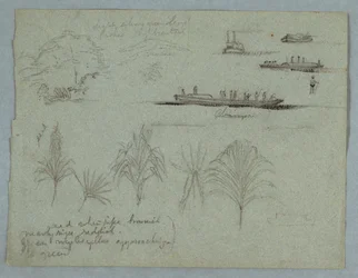 Disegno, Schizzi dal Rio Magdalena, Colombia:  Piante, un battello a vapore e un campagnolo, 1853, probabilmente maggio.