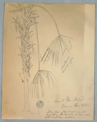 Disegno, palma a ventaglio piccola, Giamaica, 14 giugno 1865