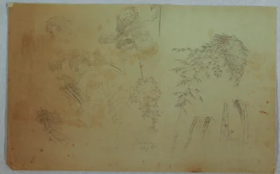 Disegno, Studi di cime di alberi e bambù, Giamaica, agosto 1865