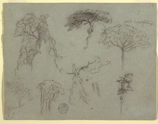 Disegno, Studi di alberi, Ecuador, 1853