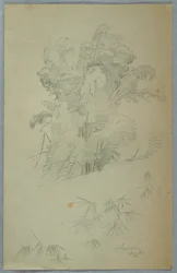 Disegno, Studi di alberi e rami, Giamaica, agosto 1865