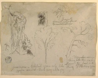 Disegno, Studi di alberi e piante visti dal Rio Magdalena, Colombia, 1853