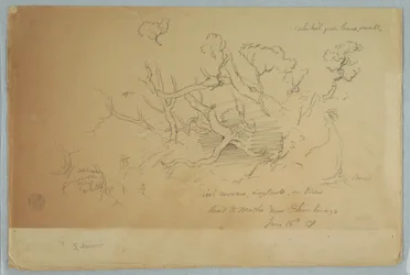 Disegno, Studi di alberi e rocce, Strada per Mocho vicino a Chimborazo, Ecuador, 16 giugno 1857