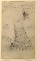Disegno, Studi di una palma da cocco, maggio e giugno 1857