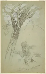 Disegno, Studio di tronco d