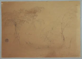 Disegno, Studio di due alberi e tre piante, vicino a Jorje, Ecuador, 23 luglio 1857
